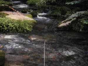 Reel Fishing