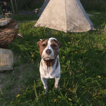 Kingdom Come Deliverance 2: dove trovare Mutt subito e saltare la lunga ricerca