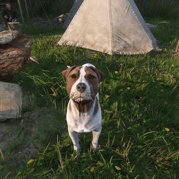 Kingdom Come Deliverance 2: dove trovare Mutt subito e saltare la lunga ricerca